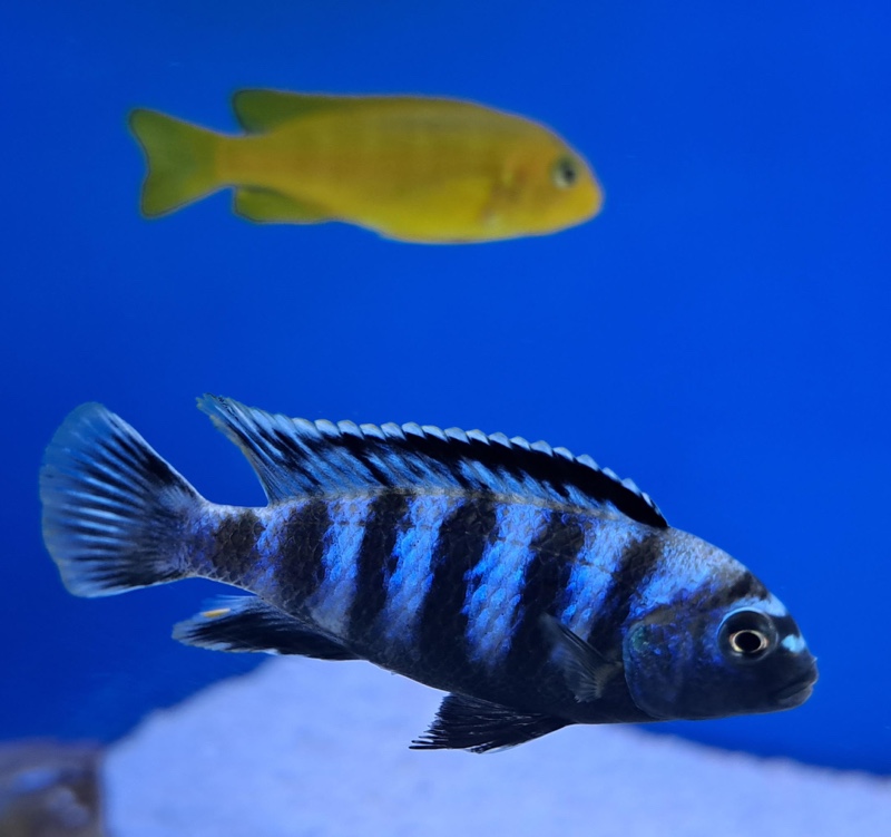 Chindongo saulosi 'Taiwanee Reef'